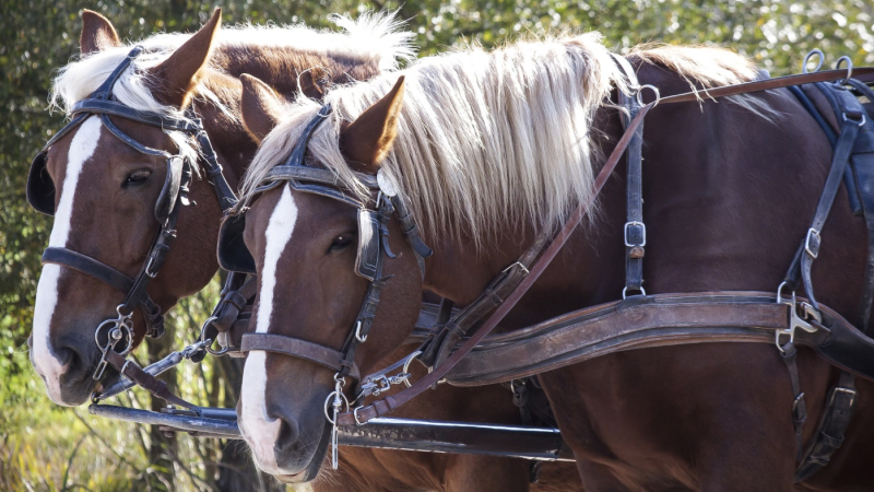 Le projet «Cheval Territorial» sur le GR 65