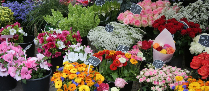 La 18ème édition du marché aux fleurs