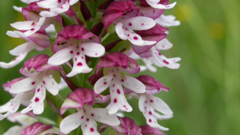 Fête de l'Orchidée