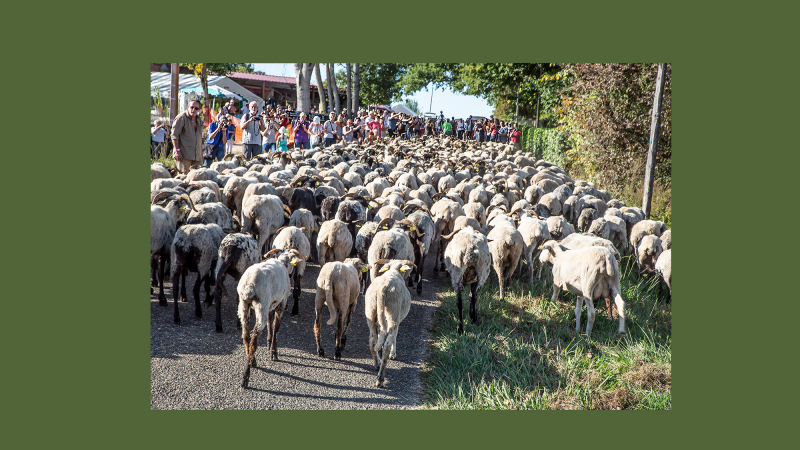 Route de la transhumance: assemblée générale le 11 mai