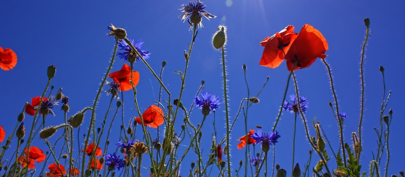 Nous voulons des Coquelicots
