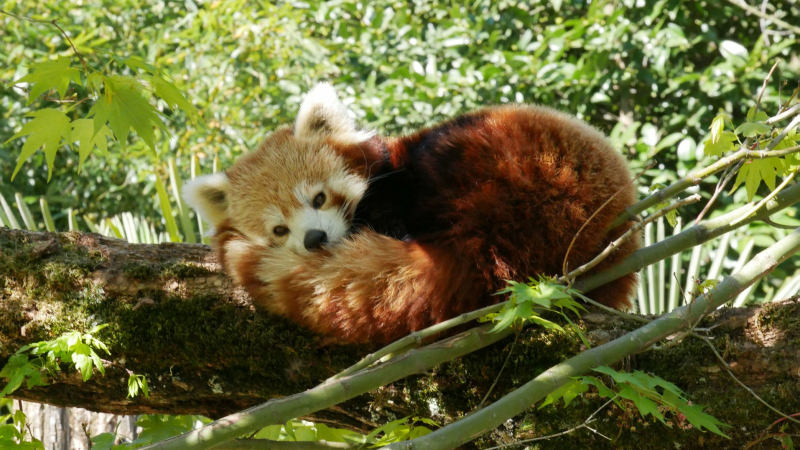 Le Parc animalier des Pyrénées célèbre ses 20 ans !