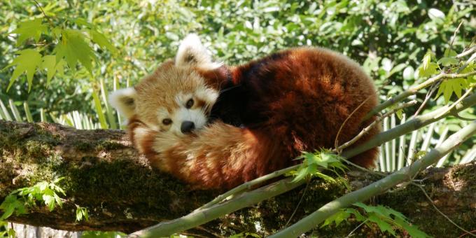 Le Parc Animalier Des Pyrenees Celebre Ses 20 Ans Le Journal Du Gers