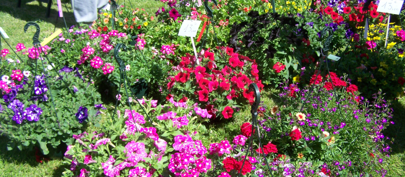 Retour en images sur les Floralies