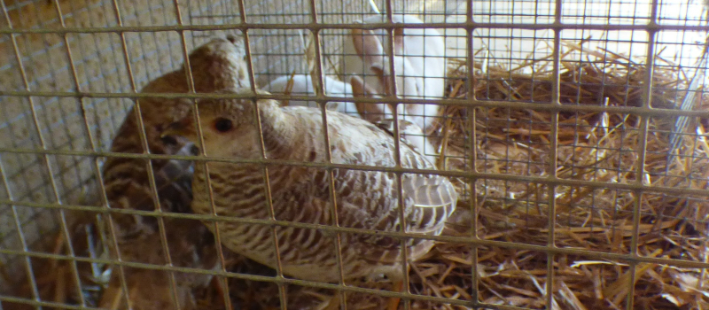 La réouverture du marché aux animaux de compagnie