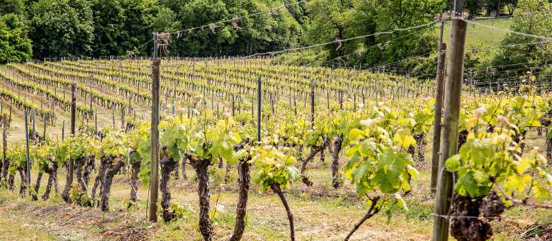 Saint Mont vignoble en course autour d'Aignan  