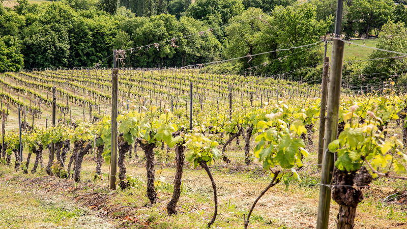 Saint Mont vignoble en course autour d'Aignan  
