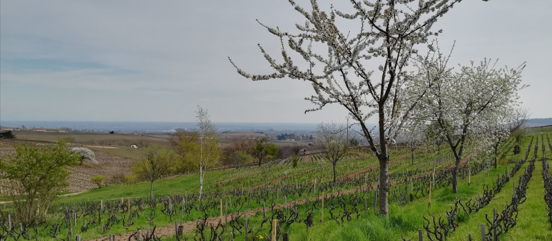 Vigne, couverts végétaux et agroforesterie 