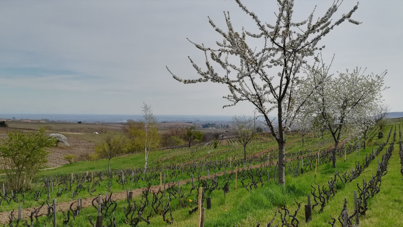 Vigne, couverts végétaux et agroforesterie 