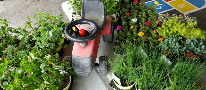 Le marché aux fleurs annuel