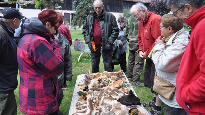 Les sorties de la Société Gersoise de Mycologie
