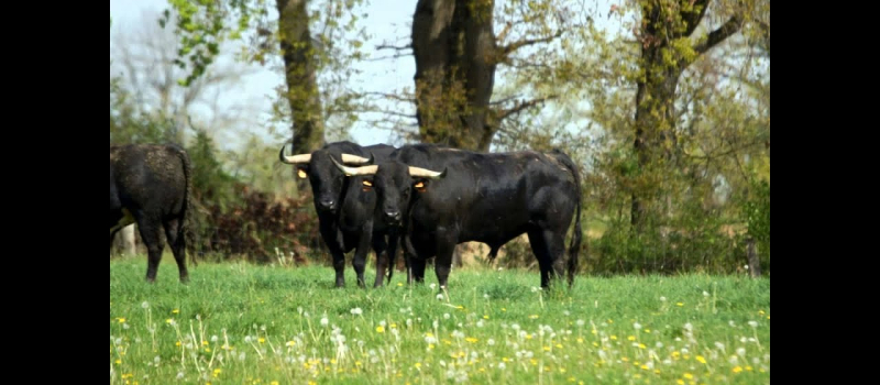 Lundi de Pentecôte chez Jean-Louis Darré