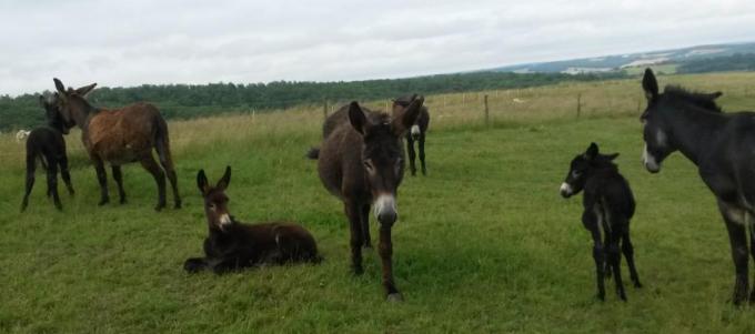 Surtout, ne pas perdre maman des yeux ! Valable aussi pour les enfants en visite à la ferme.
