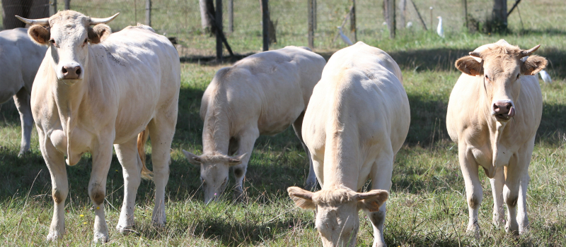 Agriculture : les stages du mois de juin