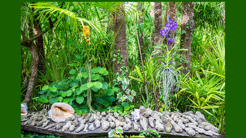 À Bétous, la Palmeraie commeécrin des orchidées  