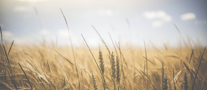 Suicide chez les agriculteurs