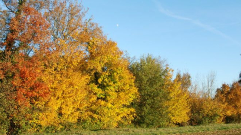Quand l'agroforesterie protège les automobilistes