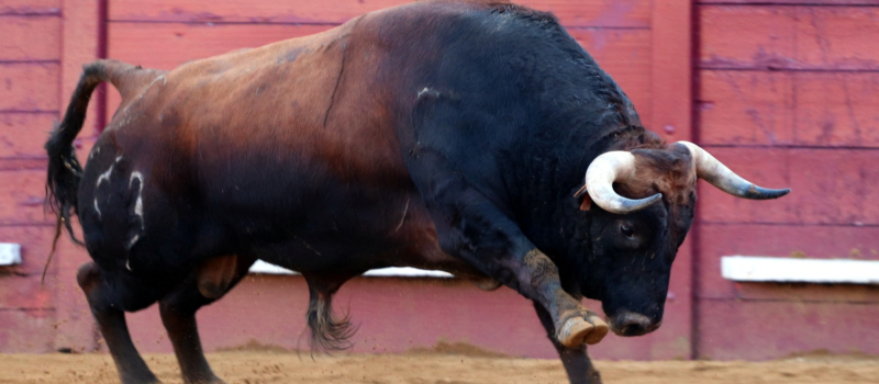 Corrida d'Eauze: toros de Jean-Louis Darré sans envie de combattre