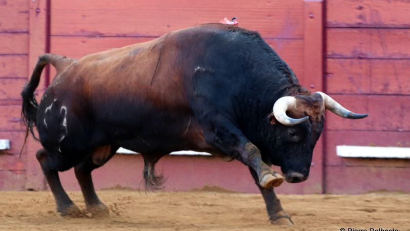 Corrida d'Eauze: toros de Jean-Louis Darré sans envie de combattre