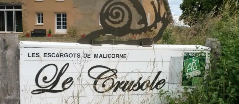 Surprenants escargots de Malicorne !