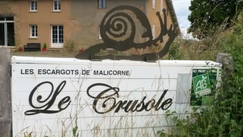Surprenants escargots de Malicorne !