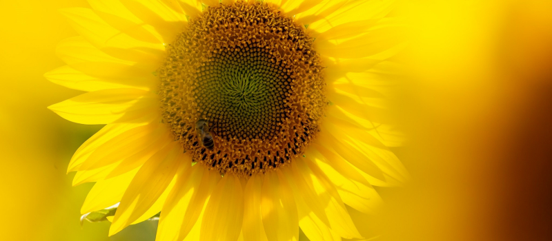 C'est quand même beau, un tournesol !