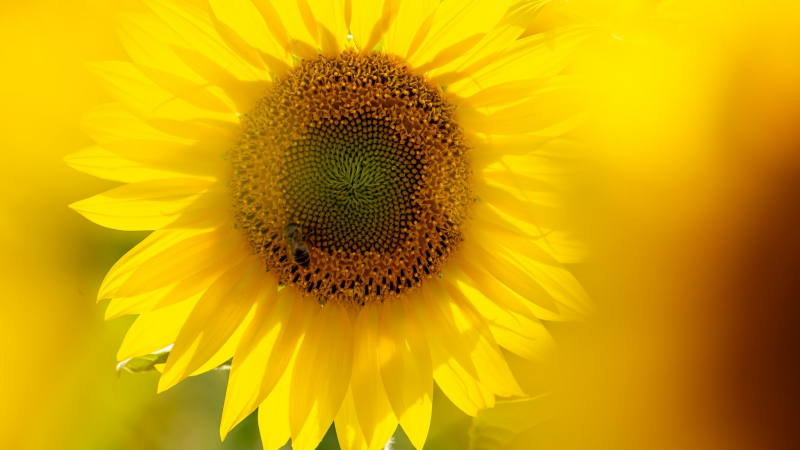 C'est quand même beau, un tournesol !