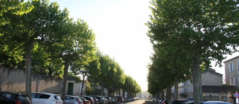 25 platanes sains des promenades hautes bientôt abattus. 