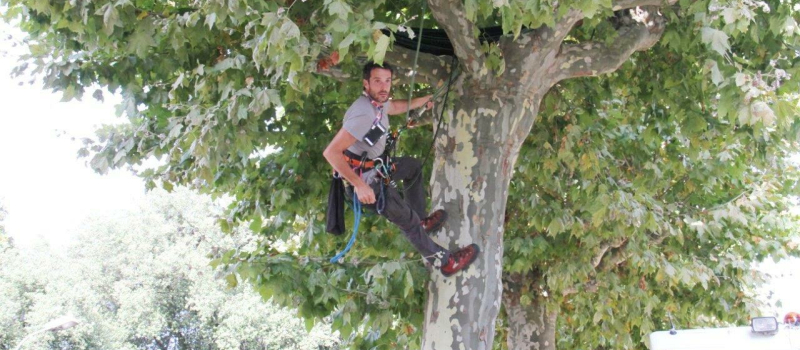 Du haut d'un platane, Thomas Brail compte en sauver 25