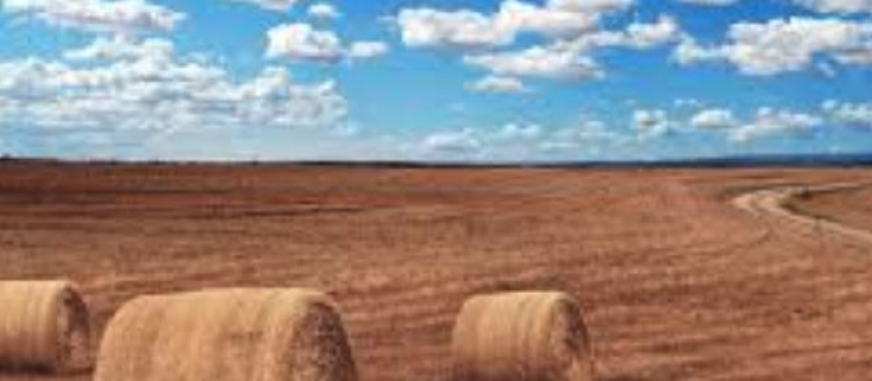 Secheresse : nouvelles mesures en faveur des agriculteurs