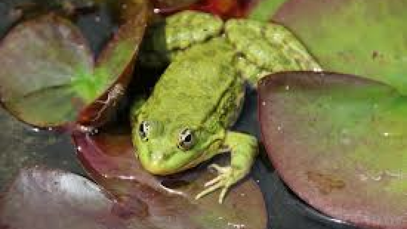 Eau'pération biodiversité le monde des batraciens