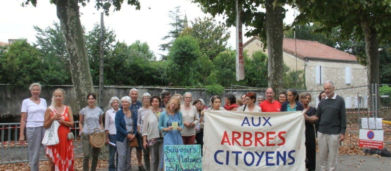Sauvegarde des platanes : Thomas Brail entame une grève de la faim