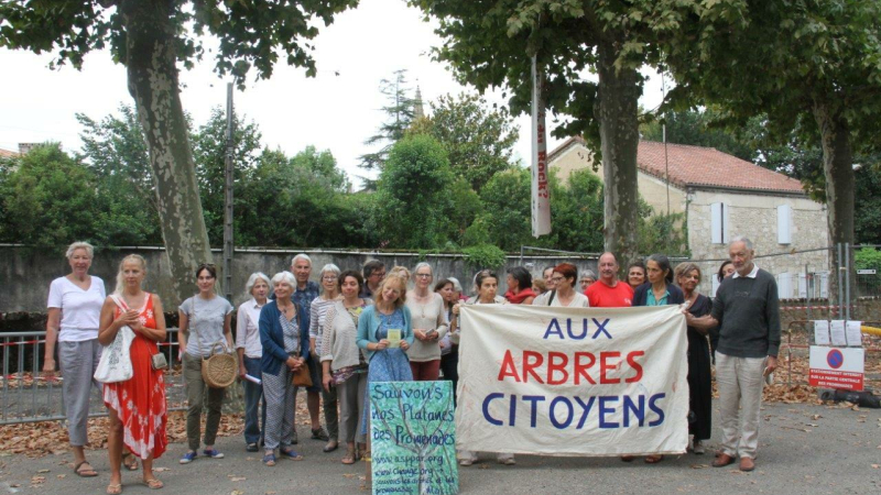 Sauvegarde des platanes : Thomas Brail entame une grève de la faim