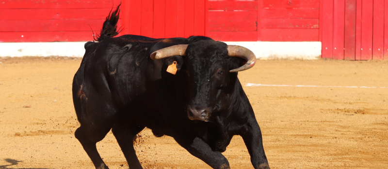 Novillada : un espoir déçu