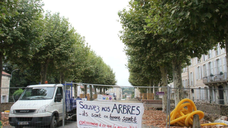 Un collectif est constitué pour la surveillance des platanes