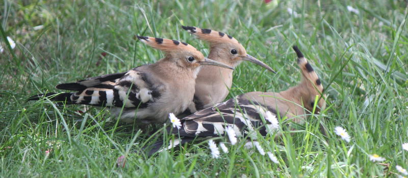 Les petits bonheurs de la nature