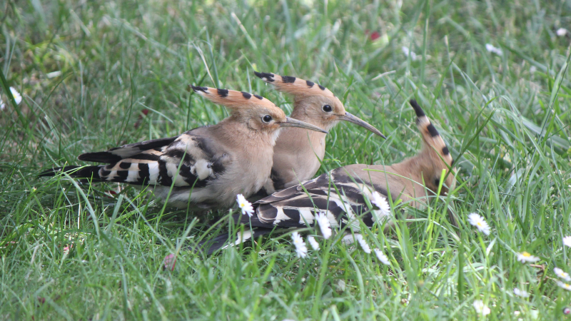 Les petits bonheurs de la nature