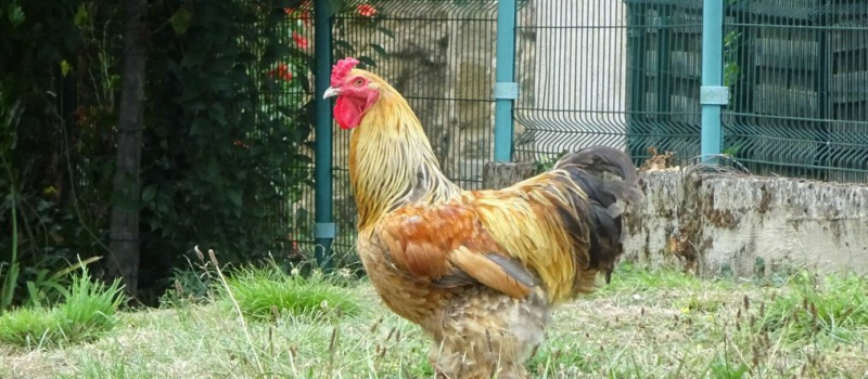 L'allergie au chant du coq a gagné Seissan 