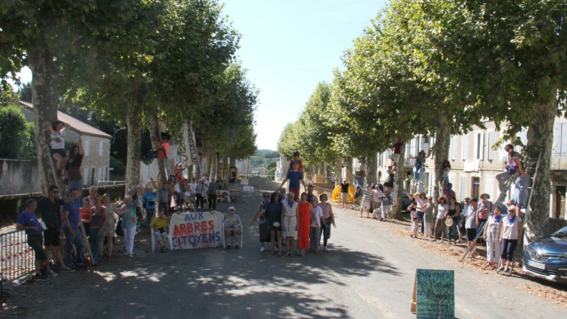 Des échelles au pied de chaque platane