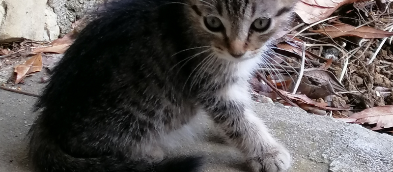 "Miaou, miaou, cot cot cot"