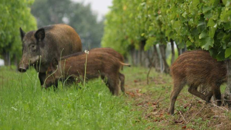 Les chasseurs se sont réunis