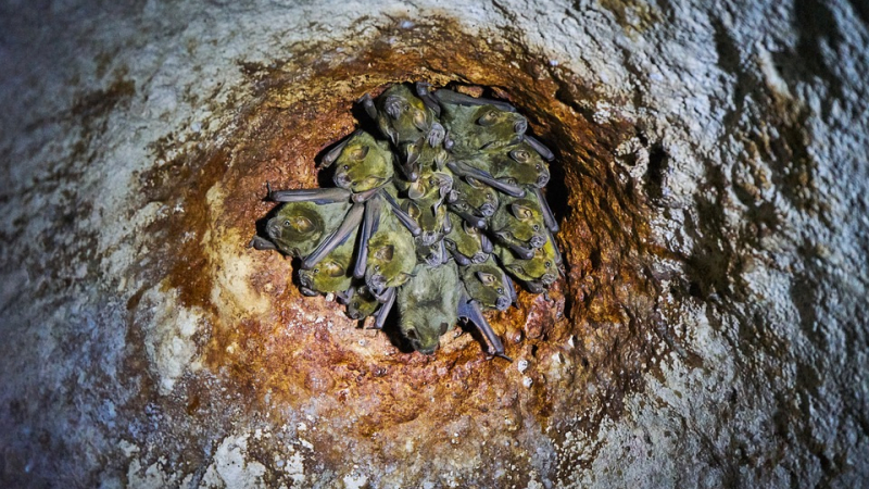 23ème Nuit Internationale de la Chauve-Souris