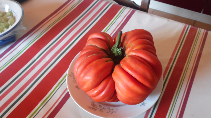 Tomate phénoménale dans un jardin plaisantin : 3 kg 200