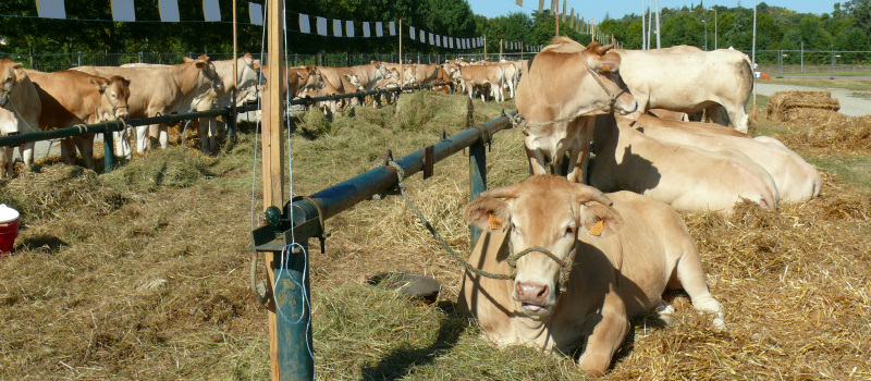 Grand Auch Coeur de Gascogne : L'agenda du 26 août au 1er septembre