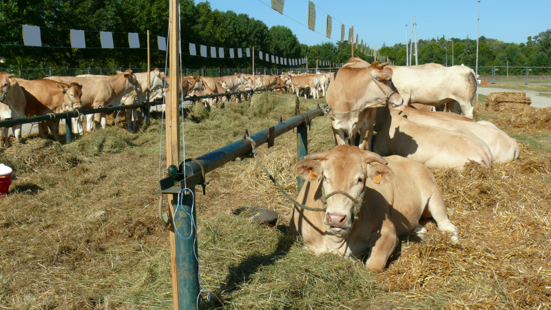 Grand Auch Coeur de Gascogne : L'agenda du 26 août au 1er septembre