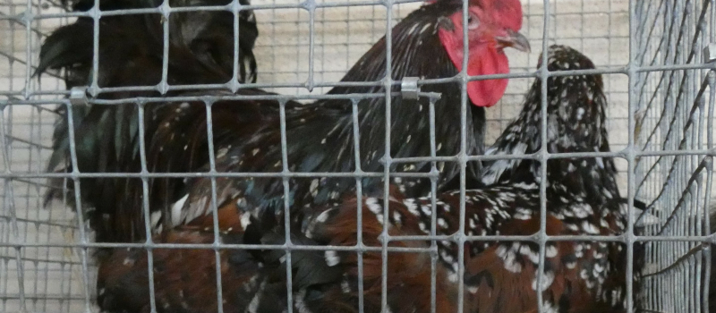 Armentieux le marché aux animaux de compagnie