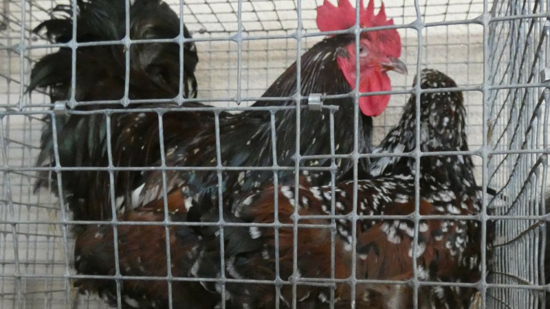 Armentieux le marché aux animaux de compagnie