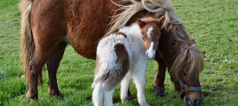 shetland-pony-4080702__340.jpg