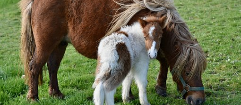 Portes ouvertes à la découverte des poneys