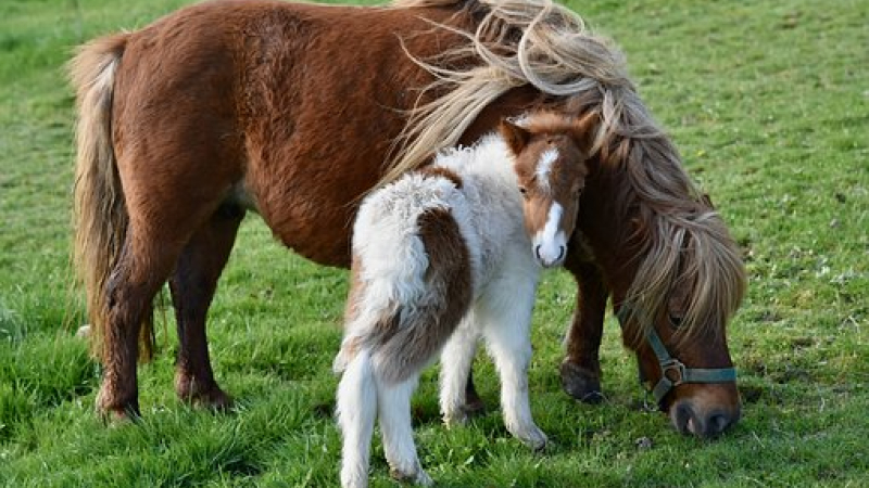 Portes ouvertes à la découverte des poneys